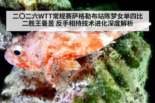 二〇二六WTT常规赛萨格勒布站陈梦女单四比二胜王曼昱 反手相持技术进化深度解析